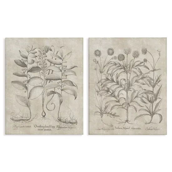 Stupell Industries Soft Botanical Study2 pc Canvas Wall Art Set Design by Lettered and Lined {1}