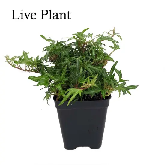 Feen Finger English Ivy - 2.5" Pot - Terrarium/Fairy Garden/House Plant {2}