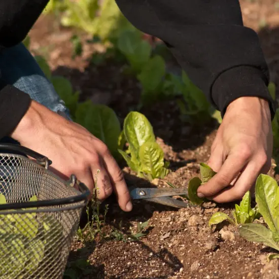 Lehman's Heirloom Garden Seed Vault Kit, Mega with PVC Case and Guide, 70+ Varieties of Vegetable Herb and Fruit Seeds, 50K+ Seeds {7}