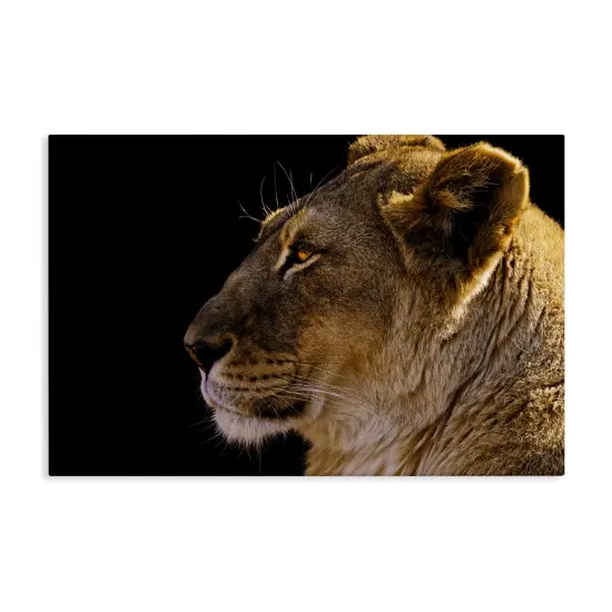 Stupell Industries Fierce Lion Looking Left Canvas Wall Art Design by Danita Delimont {1}
