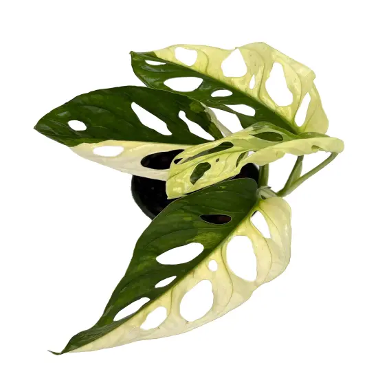 Exotic Variegated Swiss Cheese Plant - Monstera adansonii var - 4" Pot {5}