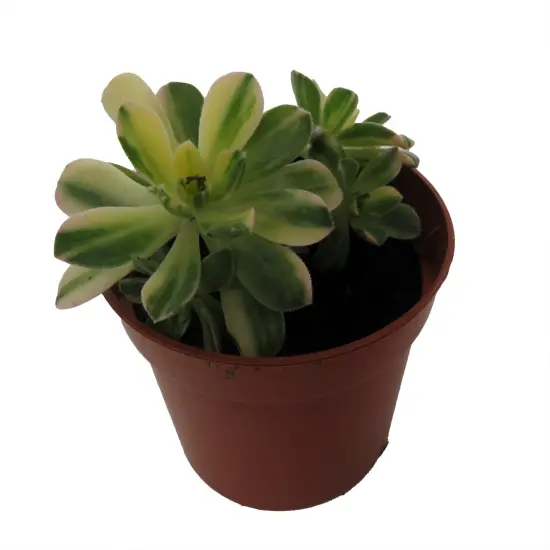 Suncup Succulent -Aeonium Castello Paive Variegata-2.5" Pot {4}