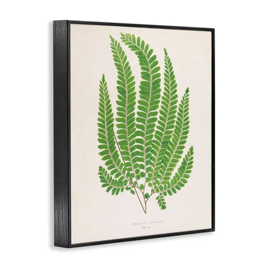 Stupell Industries Cottage Ferns Study Framed Giclee Design by Phillipa Katz {3}
