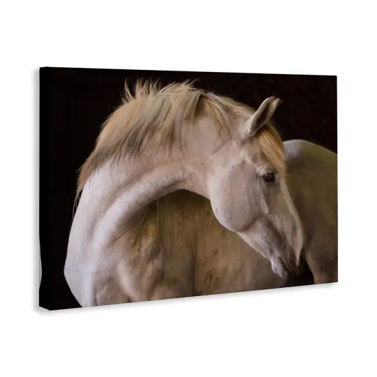 Stupell Industries White Beauty Horse Portrait Canvas By Jadei Graphics {3}