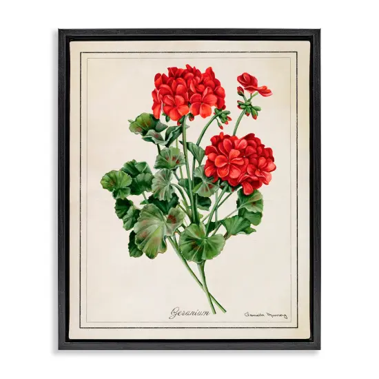 Stupell Industries Vivid Red Geranium Blossoms Floating Frame By Danielle Murray {7}