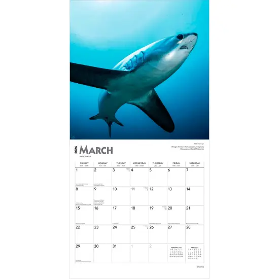 Sharks | 2026 12 x 24 Inch (Hanging) Monthly Square Wall Calendar | Plastic-Free {3}