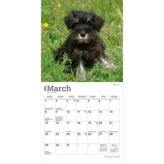 Schnauzer Puppies | 2026 7 x 14 Inch (Hanging) Monthly Mini Wall Calendar {3}