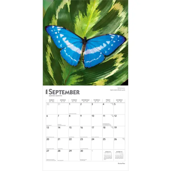 Butterflies | 2026 12 x 24 Inch (Hanging) Monthly Square Wall Calendar | Plastic-Free {4}