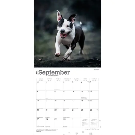 American Pit Bull Terriers | 2026 12 x 24 Inch (Hanging) Monthly Square Wall Calendar | Plastic-Free {4}