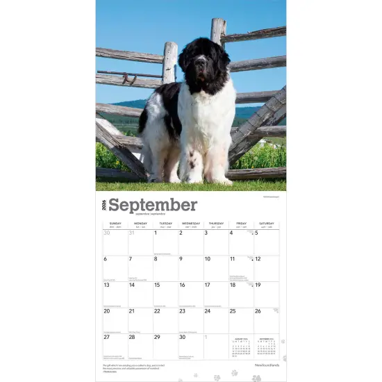 Newfoundlands | 2026 12 x 24 Inch (Hanging) Monthly Square Wall Calendar | Plastic-Free {4}