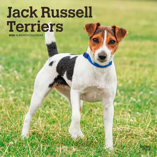 Jack Russell Terriers | 2026 12 x 24 Inch (Hanging) Monthly Square Wall Calendar | Plastic-Free {1}