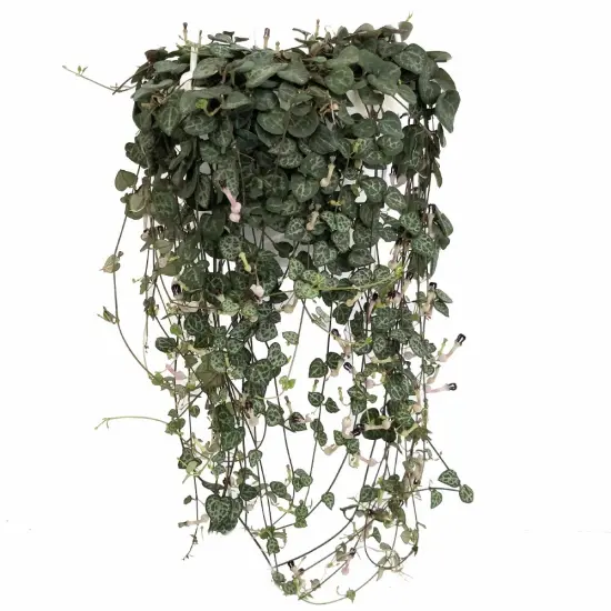 String of Hearts - Hearts Entangled -Ceropegia woodii-2.5" Pot-Collector' Series {6}