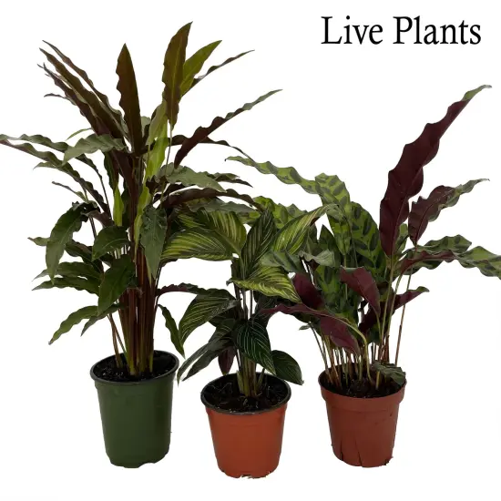 Calathea Assortment - 3 Pack in 4" Pots {2}