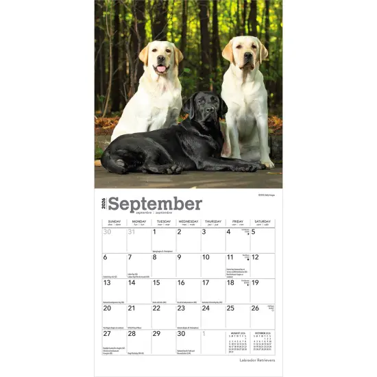 Labrador Retrievers | 2026 7 x 14 Inch (Hanging) Monthly Mini Wall Calendar {4}