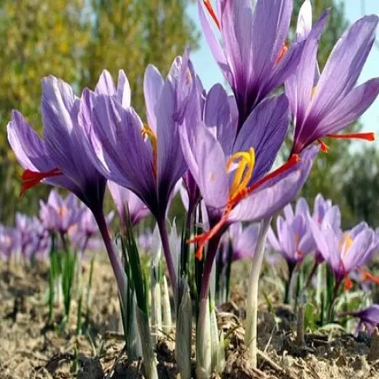 Saffron Crocus 100 Bulbs + Saffron Bulb Food - Crocus Sativus {4}