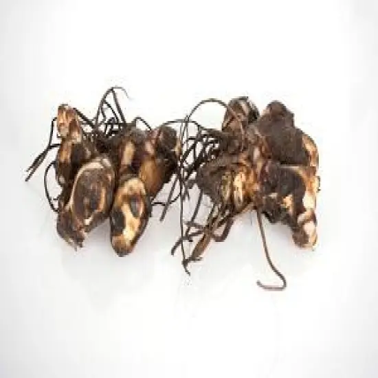 Happy Julia CannaSol - Tropical Orange - 2 Rhizomes - 3/5 Eyes {4}