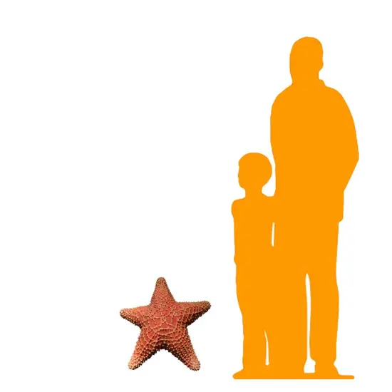 Comic Cushion Starfish Statue {2}