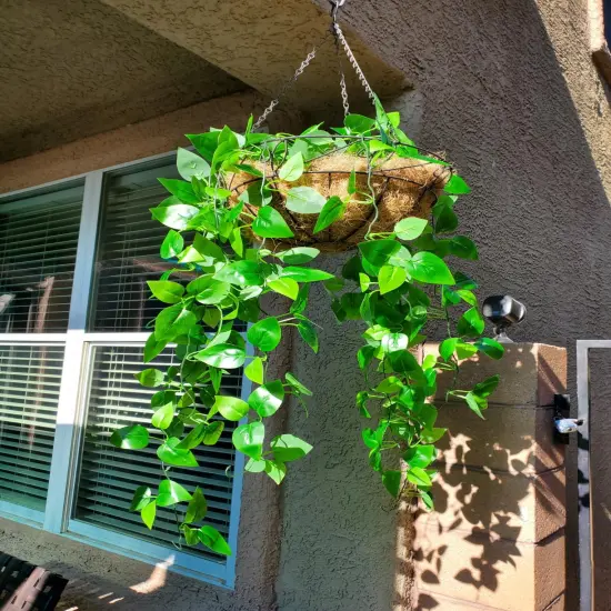 2pcs Artificial Hanging Plants Vines for Room Decor Fake Ivy Greenery Garlands for Patio Home Bedroom Wall Summer Decor {3}