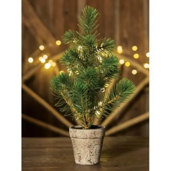 Potted Sierra Pine Tree {1}