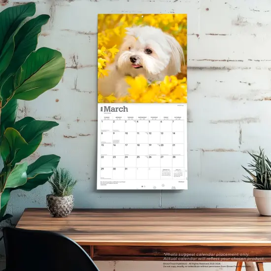 Maltese | 2026 12 x 24 Inch (Hanging) Monthly Square Wall Calendar | Plastic-Free {5}