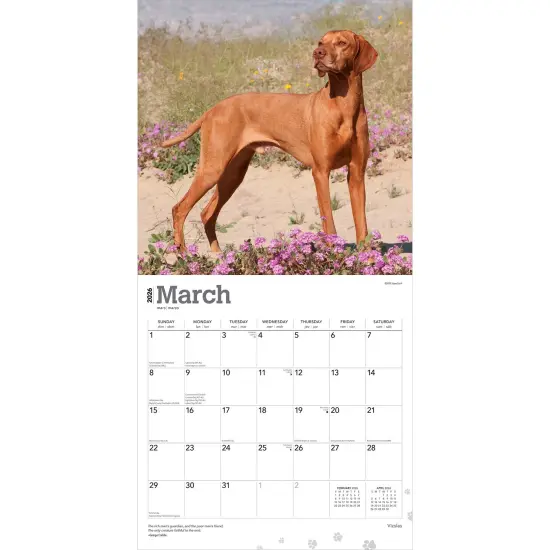 Vizslas | 2026 12 x 24 Inch (Hanging) Monthly Square Wall Calendar | Plastic-Free {3}