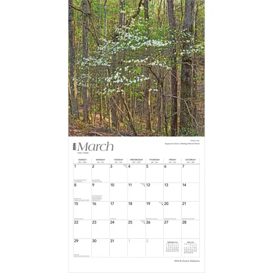 Alabama Wild & Scenic | 2026 12 x 24 Inch (Hanging) Monthly Square Wall Calendar | Plastic-Free {3}