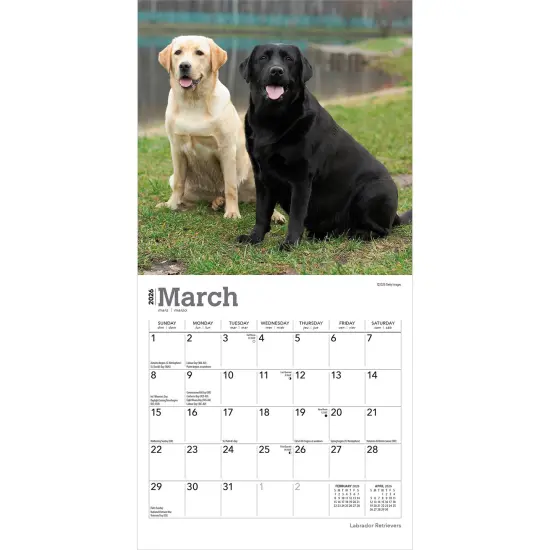 Labrador Retrievers | 2026 7 x 14 Inch (Hanging) Monthly Mini Wall Calendar {3}
