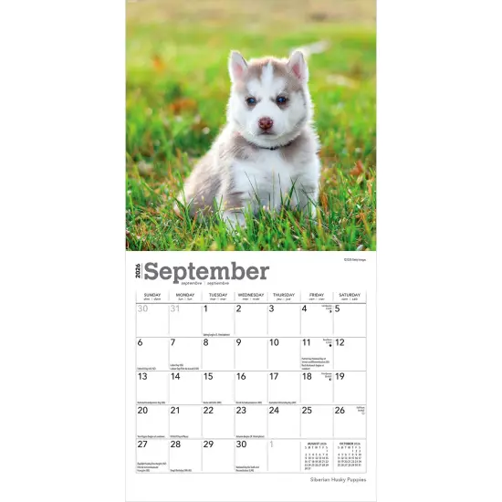 Siberian Husky Puppies | 2026 7 x 14 Inch (Hanging) Monthly Mini Wall Calendar {4}