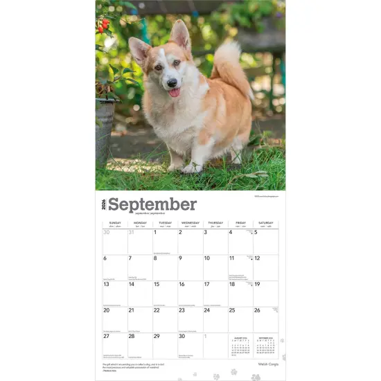 Welsh Corgis | 2026 12 x 24 Inch (Hanging) Monthly Square Wall Calendar | Plastic-Free {4}