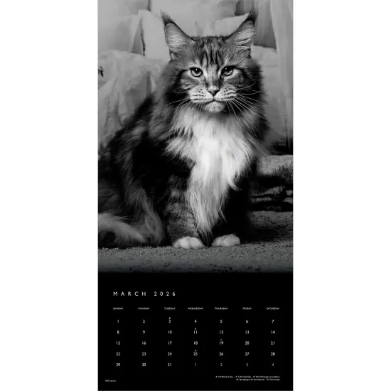 The BrownTrout Portrait Series: The Regal Cat | 2026 12 x 24 Inch (Hanging) Monthly Square Wall Calendar | Plastic-Free {3}