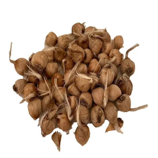 Saffron Crocus 50 Bulbs + Saffron Bulb Food - Crocus Sativus {1}