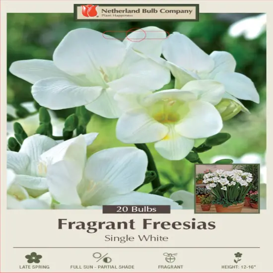 White Single Freesia - 20 Bulbs - Fragrant Blooms! - 6/+ cm Bulbs {1}