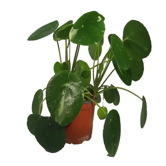 Variegated Pilea Peperomioides- White Splash- 4" Pot {1}