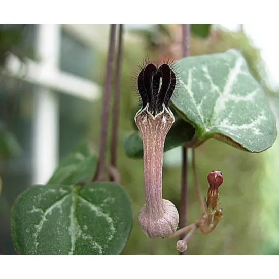 String of Hearts - Hearts Entangled -Ceropegia woodii-2.5" Pot-Collector' Series {5}