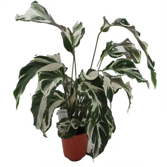 Calathea Stella - Prayer Plant - Calathea lancifolia - 4" Pot {4}