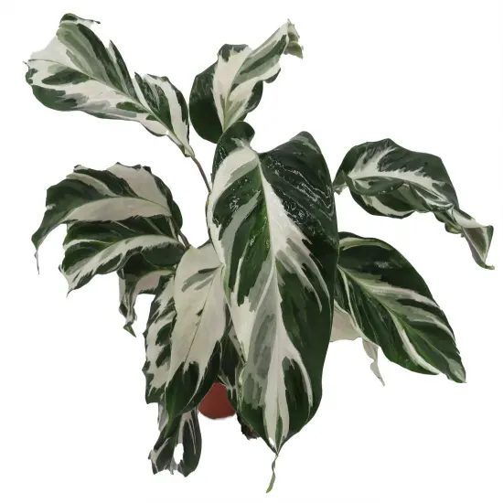 Calathea Stella - Prayer Plant - Calathea lancifolia - 4" Pot {2}