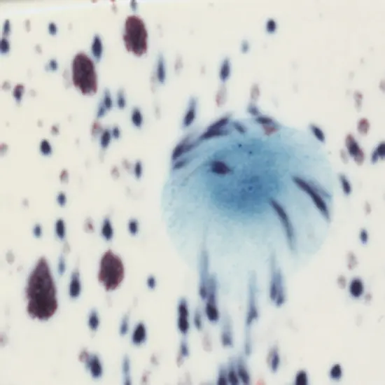 Sax Crystal Magic Glaze, Peacock Eye, 1 Pint {1}