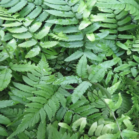 Shaggy Shield Fern -Dryopteris cycadina- Indoors or Out - 4" Pot {5}