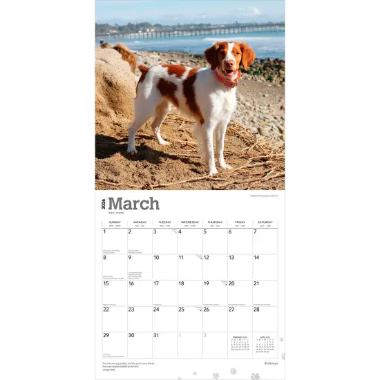 Brittanys | 2026 12 x 24 Inch (Hanging) Monthly Square Wall Calendar | Plastic-Free {3}