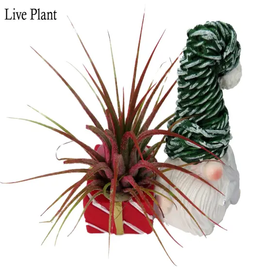 Ceramic Gnome with Green Hat Planter plus Live Air Plant - Tillandsia {2}