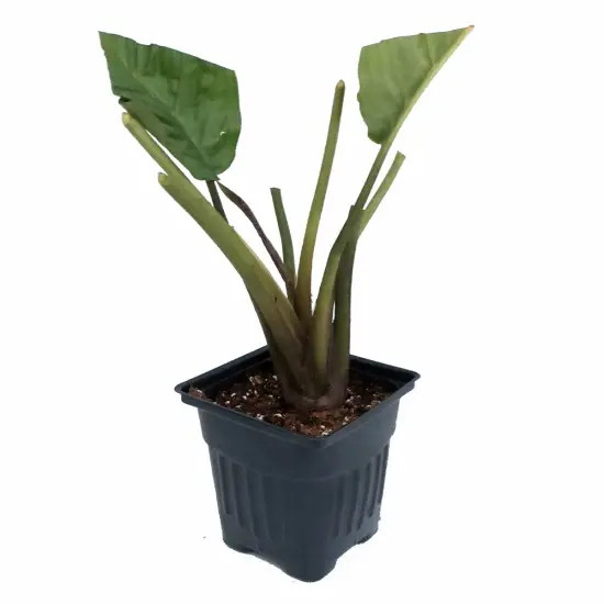 Rare Black Bat Plant -Tacca chanterii - Exotic Houseplant - 2.5" Pot {3}