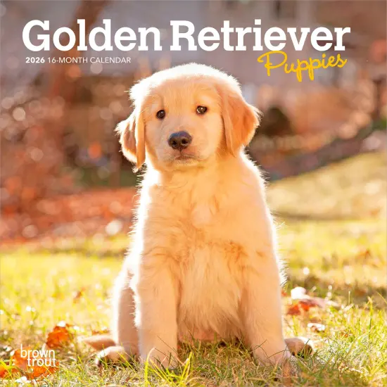 Golden Retriever Puppies | 2026 7 x 14 Inch (Hanging) Monthly Mini Wall Calendar {1}