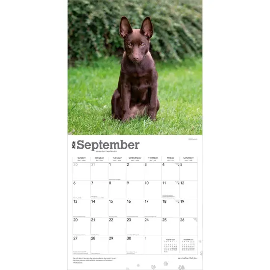 Australian Kelpies | 2026 12 x 24 Inch (Hanging) Monthly Square Wall Calendar | Plastic-Free {4}