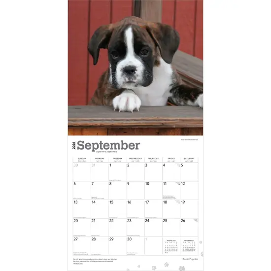 Boxer Puppies | 2026 12 x 24 Inch (Hanging) Monthly Square Wall Calendar | Plastic-Free {4}