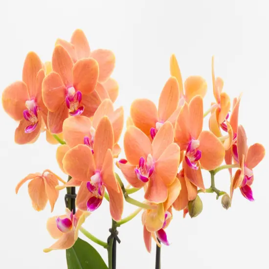 Surprise Moth Orchid Plant - Phalaenopsis - 2" Pot - Easy House Plant {3}