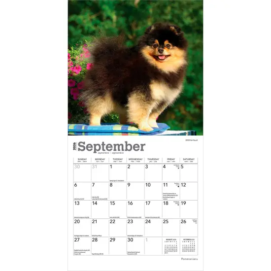Pomeranians | 2026 7 x 14 Inch (Hanging) Monthly Mini Wall Calendar {4}