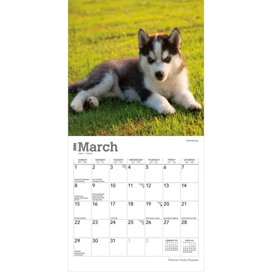 Siberian Husky Puppies | 2026 7 x 14 Inch (Hanging) Monthly Mini Wall Calendar {3}
