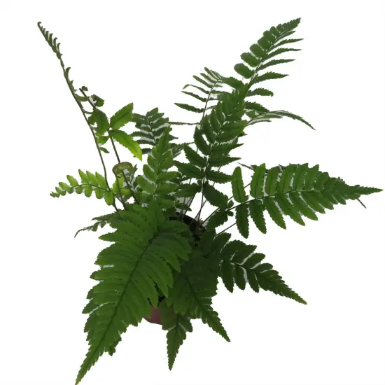 Shaggy Shield Fern -Dryopteris cycadina- Indoors or Out - 4" Pot {3}