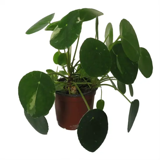 Variegated Pilea Peperomioides- White Splash- 4" Pot {4}