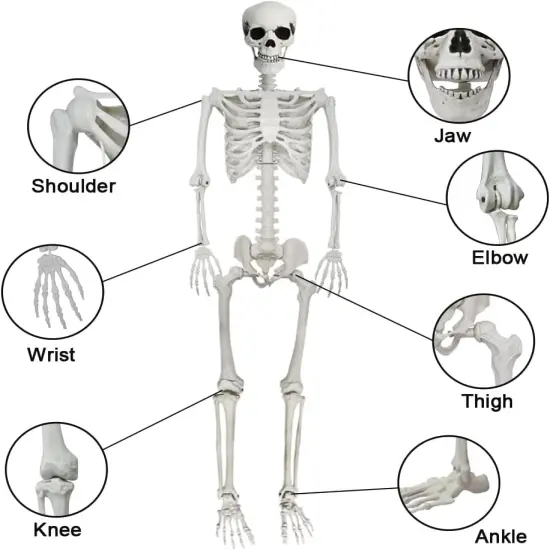 5.6ft Halloween Human Poseable Skull Skeleton {4}